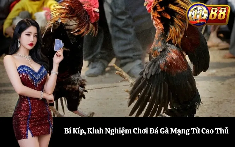 Bí Kíp, Kinh Nghiệm Chơi Đá Gà Mạng Từ Cao Thủ