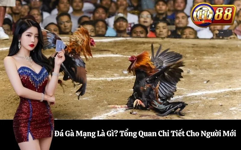 Đá Gà Mạng Là Gì? Tổng Quan Chi Tiết Cho Người Mới