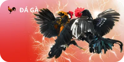 đá gà QH88